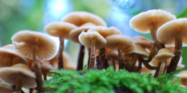 Как вырастить дома грибы