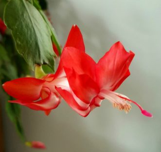 Thanksgiving cactus (Schlumbergera truncata) is a popular holiday plant.