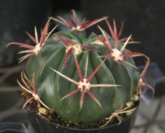 The Devil’s Tongue cactus (Ferocactus latispinus) has broad and hooked red spines.