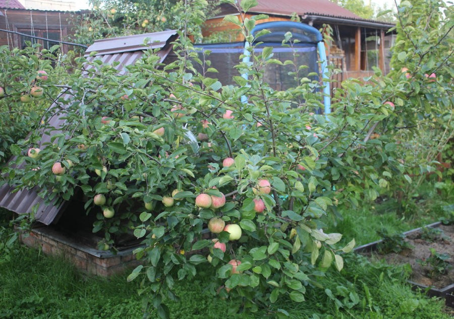 Плодоношение карликовой яблони на маленькой даче