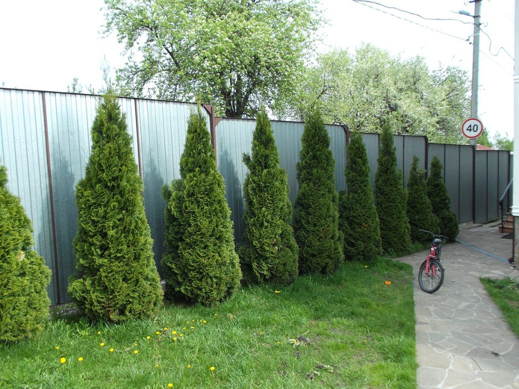Зеленые кипарисы вдоль ограды из профлиста