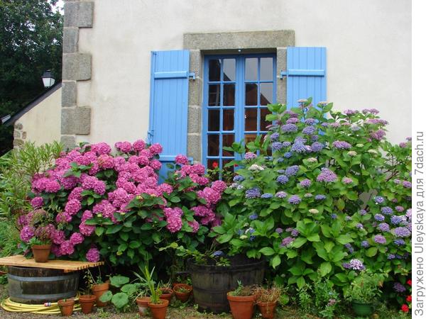 Комбинированная живая изгородь на юге Франции