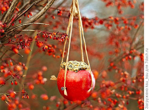Съедобная кормушка из яблока. Фото с сайта http://selenaart.ru
