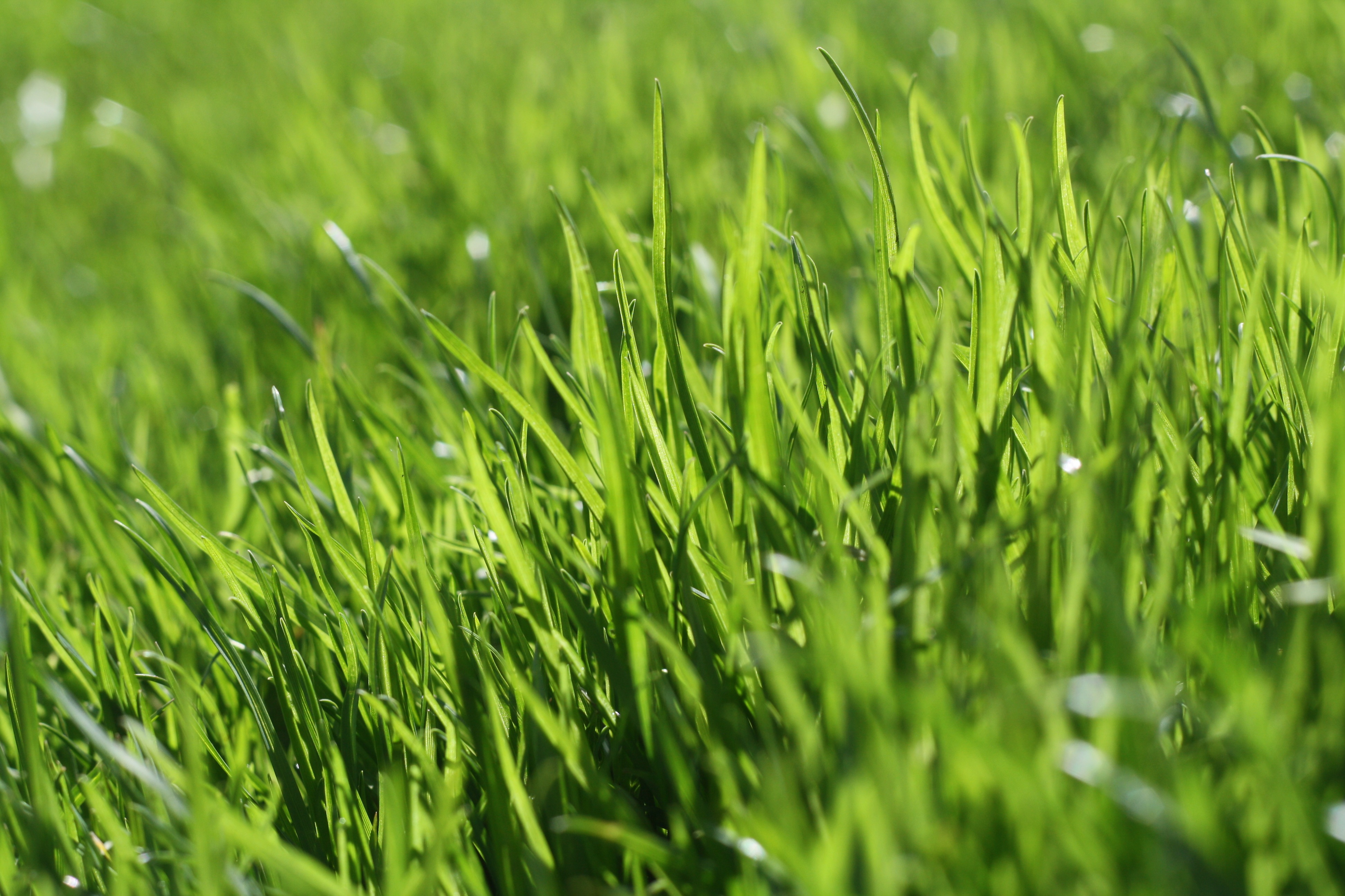 Газон. Мятлик Луговой лимаги. Трава газон. Травяной газон. Трава лужайка.
