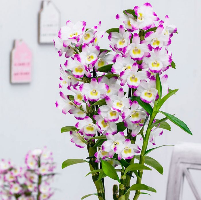 Уход за орхидеей дендробиум в домашних условиях