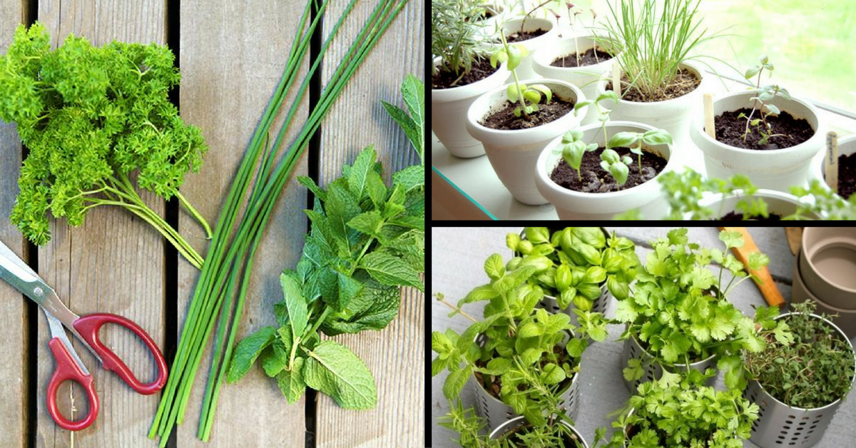 Fresh Flavours for Your Food: How to Start Your Very Own Herb Garden at Home