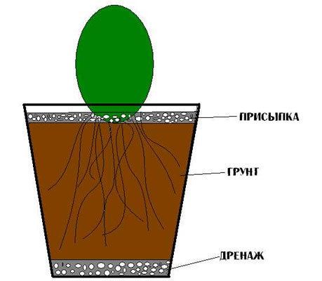 домашний кактус 